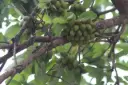 Maduca longifolia (இலுப்பை)