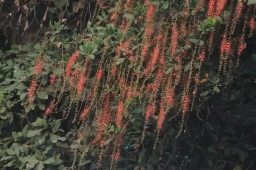 Barringtonia acutangula (நீர் அடம்பை)